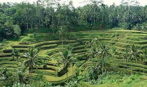 Ubud Terassiring